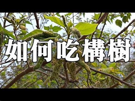 構樹英文|构树